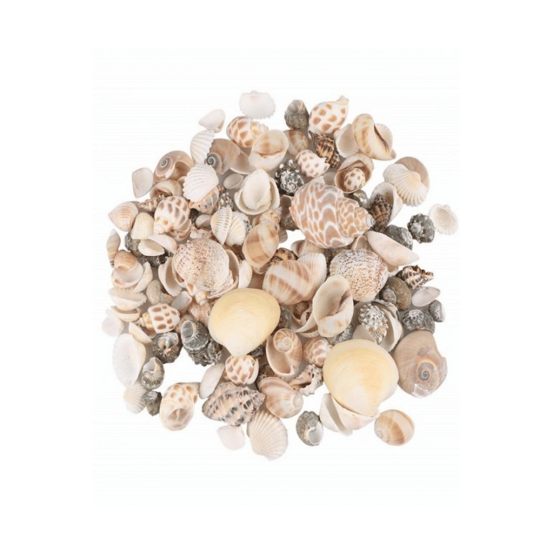 SEA SHELL PACK