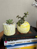 Echeveria Succulent in Handcrafted Ceramic Planter – “Azure Ripple” Trinket Planter