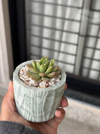 Echeveria Succulent in Handcrafted Ceramic Planter – “Azure Ripple” Trinket Planter