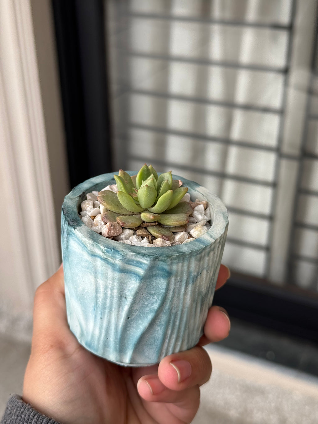 Echeveria Succulent in Handcrafted Ceramic Planter – “Azure Ripple” Trinket Planter