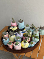 Echeveria Succulent in Handcrafted Ceramic Planter – “Azure Ripple” Trinket Planter