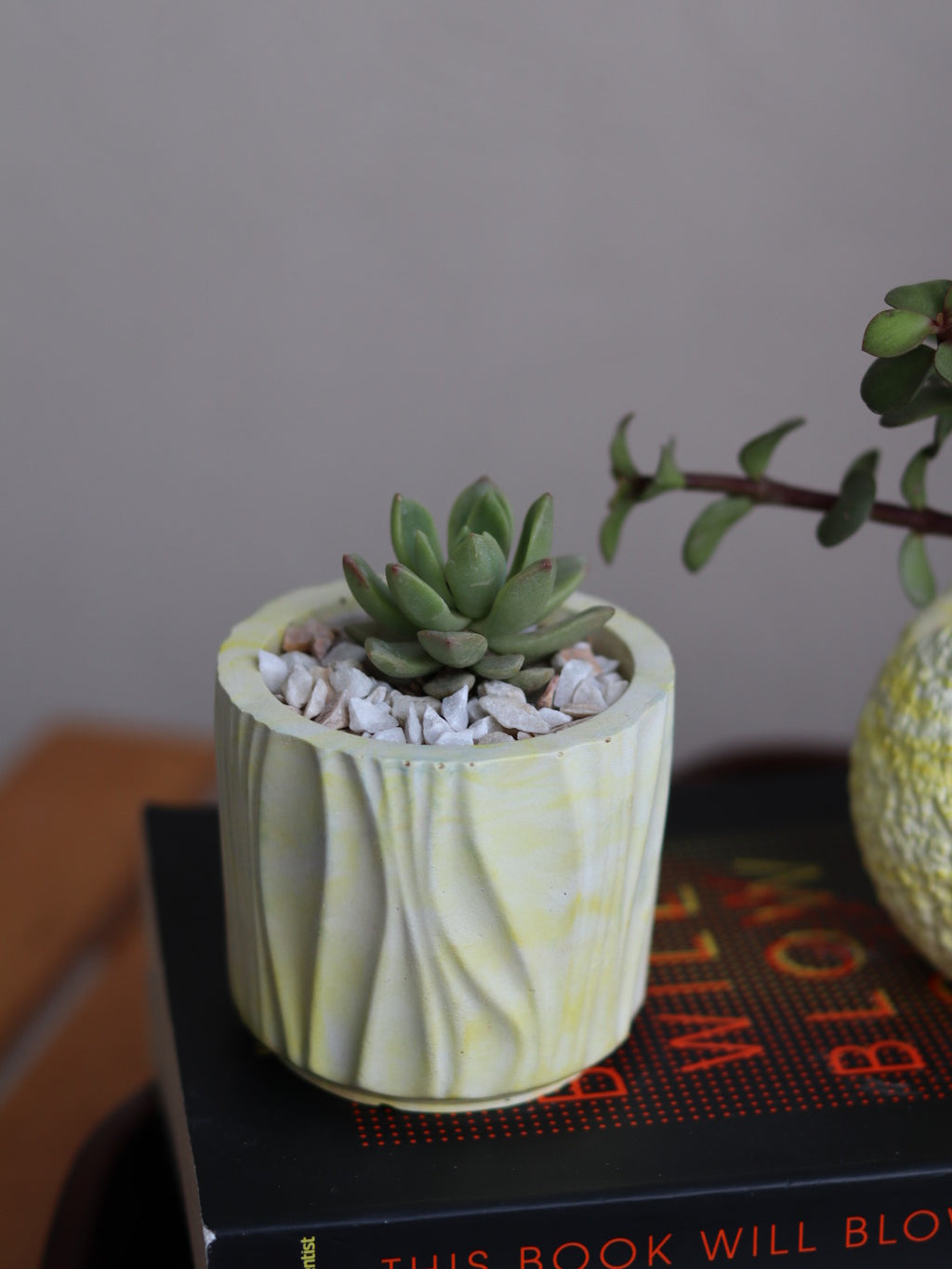 Echeveria Succulent in Handcrafted Ceramic Planter – “Azure Ripple” Trinket Planter