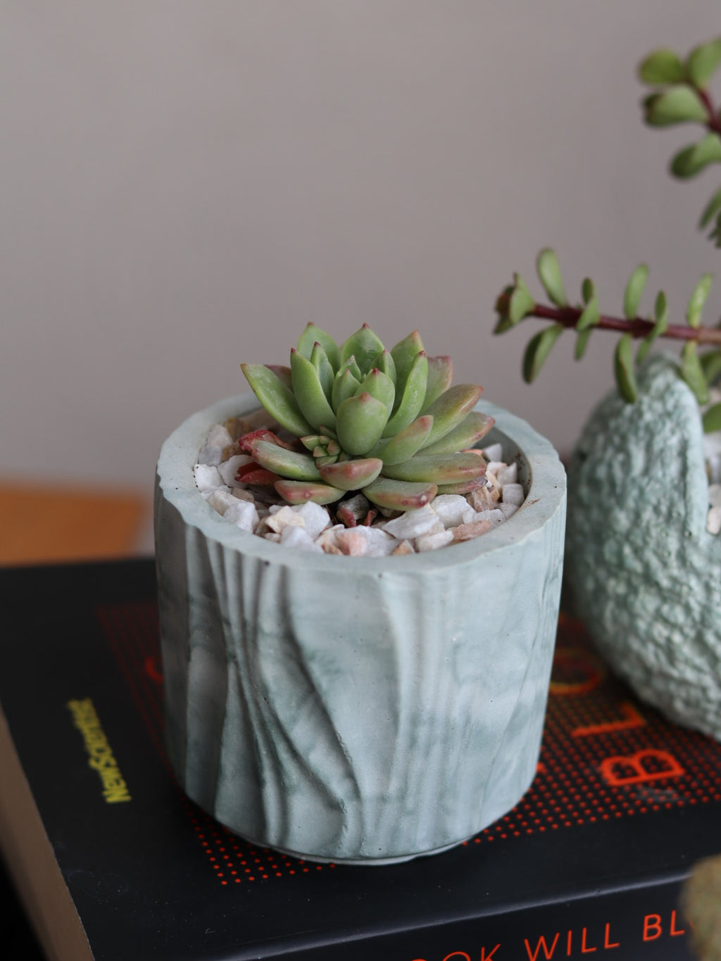 Echeveria Succulent in Handcrafted Ceramic Planter – “Azure Ripple” Trinket Planter